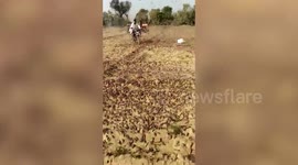 Swarms of locusts cross over from Pakistan to consume crops in north India