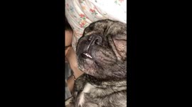Sound on: Snoring dog in Scotland is LOUD