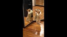 Seeing double! Corgi puppy amused by seeing his reflection for the first time