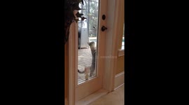 Hamb Burglar — Cat breaks into house