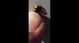 Lucky ladybug all over me