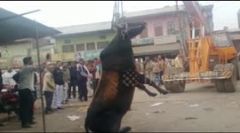 Bull rescued with crane after falling into 8-foot-trench in north India