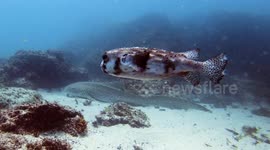 Puffer fish photobombs leopard shark