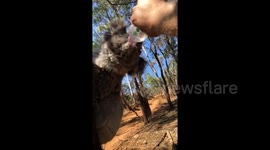 Watch this thirsty koala guzzle a firefighter's water bottle in Australia