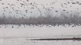 Migratory birds flock  Hokarsar wetland in Northern India
