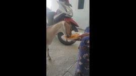 Goat enjoys bowl of fried rice once a day given by its owner