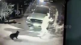 Three loyal pet dogs defend owner from gun-wielding attacker