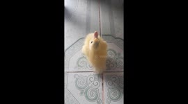 The strange duck flipped body constantly