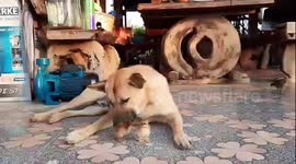 Caring Dog Plays Nanny To Two Stray Chicks
