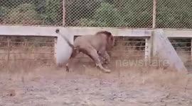 Lions from different sanctuaries in west India have roaring match over park fence
