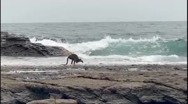 Injured kangaroo soothes bushfire injuries by hopping into sea at New South Wales beach