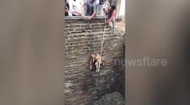 Locals in western India rescue calf that fell into 30ft-deep well