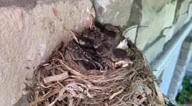 Baby Robins In The Nest
