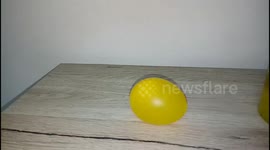 Add vinegar to eggs to turn them bouncy and yellow