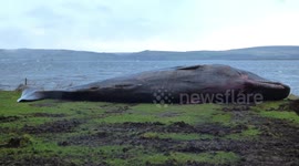 Huge 15-metre sperm whale carcass found washed up on Scottish beach