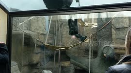 Zoo-goers left in hysterics after baby gorilla caught drinking mother's urine
