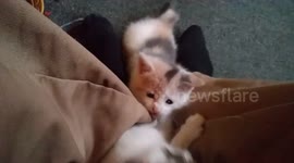 kittenss chasing each other around my pant legs
