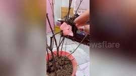 Chinese woman creates synthetic flowers for plant using her fingers and melted wax