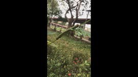 Strange worm disguised as a tree branch to deceive the owner of the flower garden