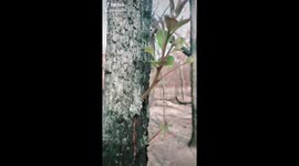 'Symbol of hope': Aussie explores charred New South Wales forest and finds plants growing back