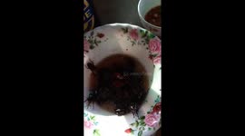 The man ate the live beetles deliciously