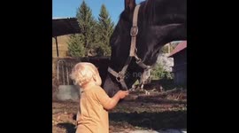 Adorable toddler playing with horses mouth