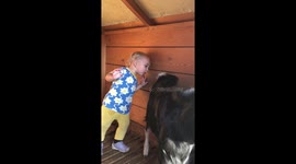 Toddler interested in goats butt