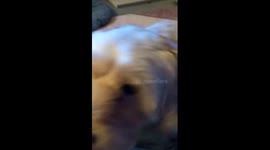 Cockapoo wants a sausage but can't quite reach