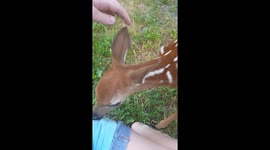 'Hey little buddy!' Curious wild fawn approaches US girl and greets her