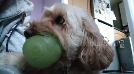Playful cockapoo dog doesn't want to drop the ball