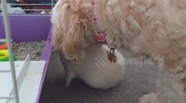 Nessie the Cockapoo dog grooms her 'puppy'
