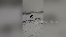 Dog spotted rolling snowballs in snow-covered fields in northern China