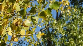 Tree leaves in autumn in motion