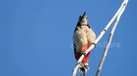 Woodpecker perched on a tree branch flies out