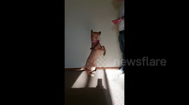 Heartwarming moment smart puppy taught sign language to interact with deaf parents