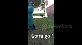 Fun in the grass and meeting new doggo!!