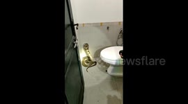 Woman has lucky escape after facing angry cobra in her apartment toilet