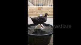 Like water off a duck's back! Duck isn't bothered about being taken for a ride by friend