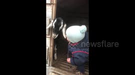 Newsflare Edit - Adorable toddler tries to kiss her baby goat