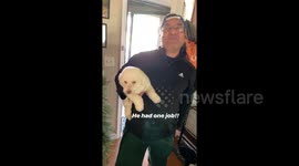 WRONG dog