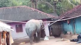 Panic grips locals as wild elephant raids village in search of food in eastern India