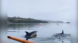 Pod of around 20 dolphins swim alongside rowing boat in UK river