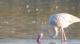 Flamingo moves its legs into the water and looks for food