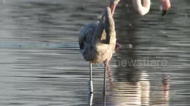 Flamingo juvenile with pvc ring on its leg