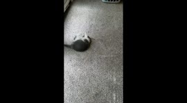 Kitten's first time on carpet