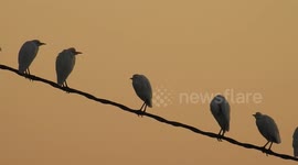 A group of white egret perches on a cable at the sunrise.