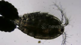 Microorganism with eggs, moves in a drop of water under the microscope