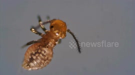 Small insect moves its body under microscope