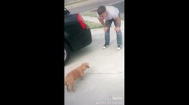 Dog sees marine owner for the first time in years, unexpected reaction