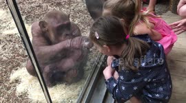 Chimp seen 'punching' through zoo glass at giggling girl